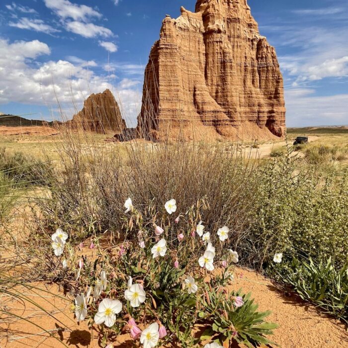 wildflowers utah capitol reef cathedral valley temples jeep tour photography adventure